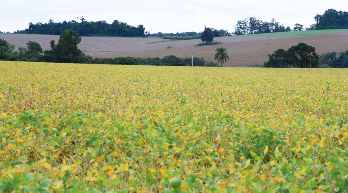 Capa Estiagem provoca queda de 30% na produção de soja do RS, indica balanço da Emater