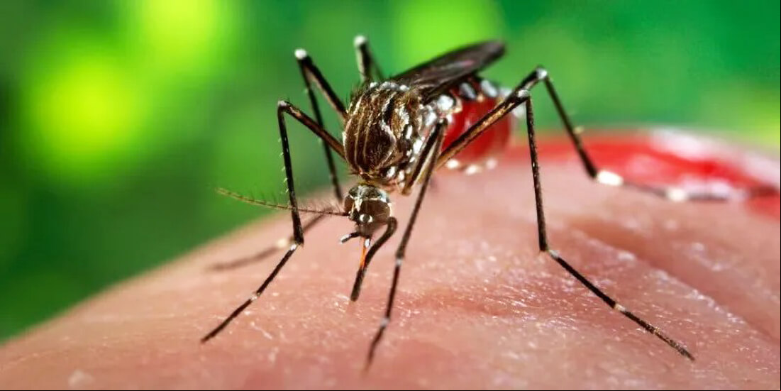 Capa Aumento nos casos de chikungunya acende alerta no Rio Grande do Sul