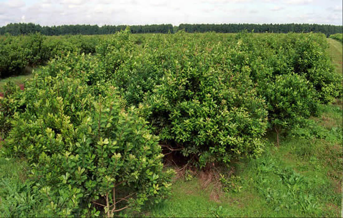 Capa Concurso vai definir a maior árvore de erva-mate no Rio Grande do Sul