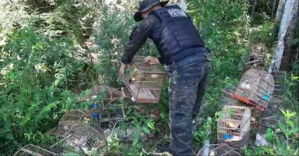 Capa PATRAM apreende 54 pássaros em Vista Alegre
